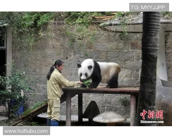 篮球明星与熊猫亲密接触展现友谊与热爱共融的精彩瞬间